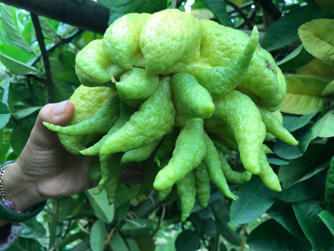 Thu hàng tỷ đồng nhờ loại quả bán “không bao giờ sợ ế” - 11