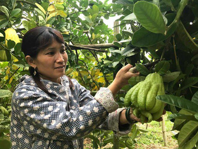 Thu hàng tỷ đồng nhờ loại quả bán “không bao giờ sợ ế” - 12