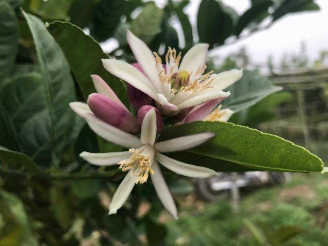 Thu hàng tỷ đồng nhờ loại quả bán “không bao giờ sợ ế” - 13