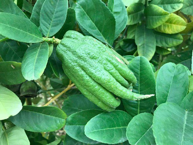 Thu hàng tỷ đồng nhờ loại quả bán “không bao giờ sợ ế” - 15