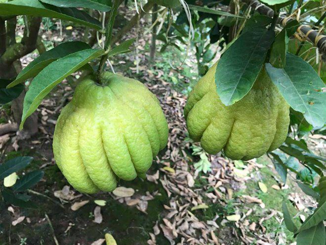 Thu hàng tỷ đồng nhờ loại quả bán “không bao giờ sợ ế” - 2