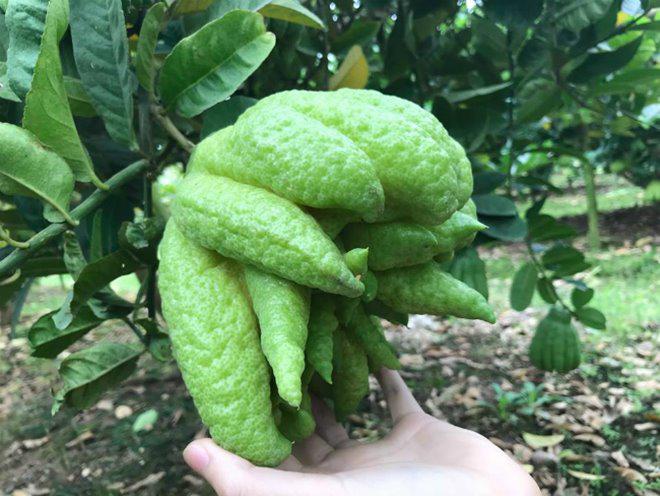 Thu hàng tỷ đồng nhờ loại quả bán “không bao giờ sợ ế” - 3