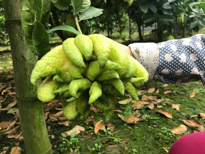 Thu hàng tỷ đồng nhờ loại quả bán “không bao giờ sợ ế” - 4