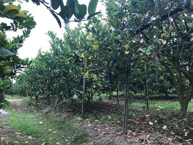 Thu hàng tỷ đồng nhờ loại quả bán “không bao giờ sợ ế” - 5