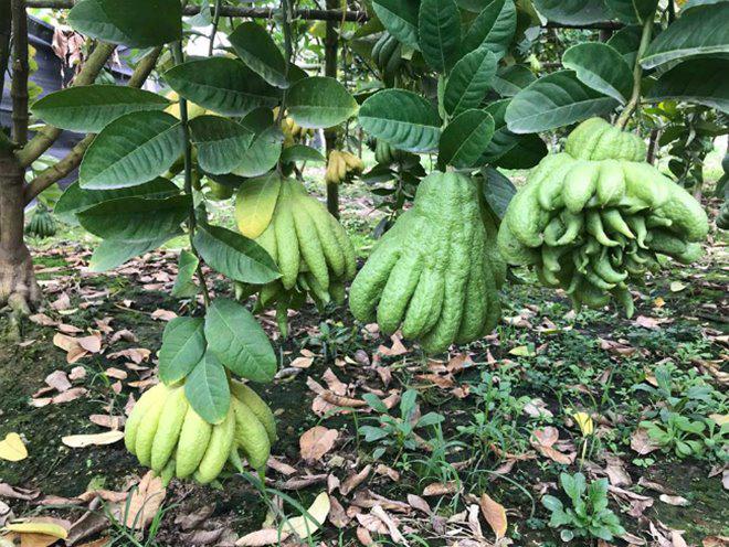 Thu hàng tỷ đồng nhờ loại quả bán “không bao giờ sợ ế” - 6