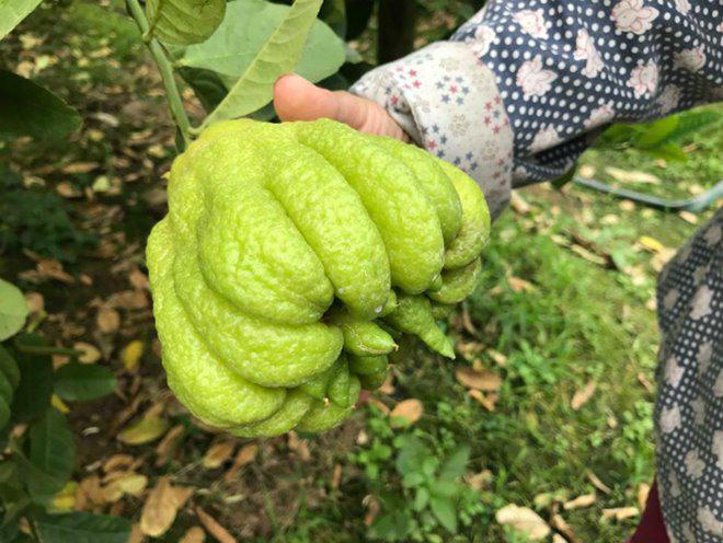 Thu hàng tỷ đồng nhờ loại quả bán “không bao giờ sợ ế” - 8