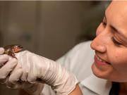 Lifestyle - Sốc độc lạ: Chú ếch cô đơn nhất thế giới đã tìm được "vợ" sau 10 năm