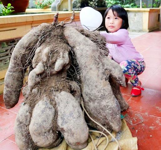 nghe an: dan un un keo di xem cu khoai vac rong “khong lo” - 1