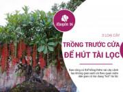 Clip Eva - Ngày Tết, mua những loại cây này để trước cửa nhà thì tài lộc cả năm tràn đầy