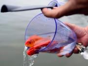 Tin tức - Hà Nội: Ngày ông Công ông Táo, dân thả cá thì ít, xả rác ngập mặt sông hồ thì nhiều