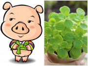 Nhà đẹp - Chuyên gia phong thủy tiết lộ loại cây cảnh Tết mang lại may mắn cho 12 con giáp