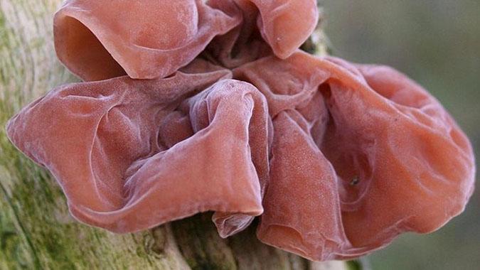 Xôn xao một gia đình 3 người mất mạng sau khi ăn tỏi nhưng chuyên gia lý giải sự thật - 5