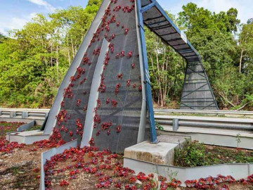 Cây cầu đặc biệt nhất thế giới, xây chỉ để cho 45 triệu con cua bò qua