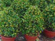 Sức khỏe - Coi chừng rước bệnh vào thân khi chơi cây cảnh