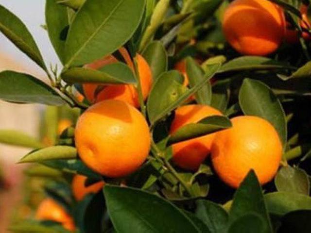 Tiêu chảy, ngộ độc vì dùng quất Tết để làm thuốc trị ho cho con
