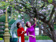 Xem ăn chơi - Hoa ban nở rộ khắp phố, chị em nườm nượp "đọ sắc" cùng hoa