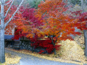 Clip Eva - Con đường lá vàng đẹp như Hàn Quốc giữa lòng thủ đô Hà Nội