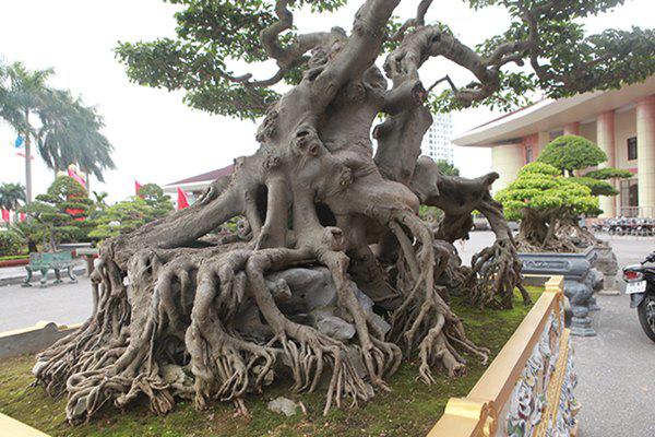 sanh co &#34;ngọa hỏ tàng long&#34; giá hon 32 tỷ dòng cua dai gia phu tho - 10