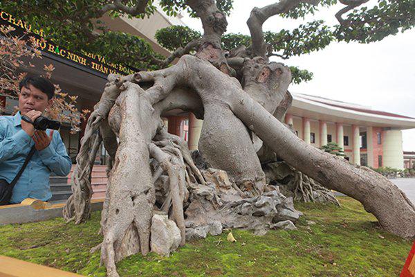 sanh co &#34;ngọa hỏ tàng long&#34; giá hon 32 tỷ dòng cua dai gia phu tho - 11