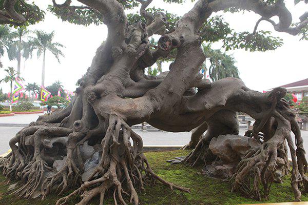 sanh co &#34;ngọa hỏ tàng long&#34; giá hon 32 tỷ dòng cua dai gia phu tho - 12