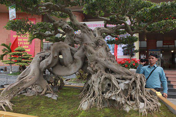 sanh co &#34;ngọa hỏ tàng long&#34; giá hon 32 tỷ dòng cua dai gia phu tho - 6