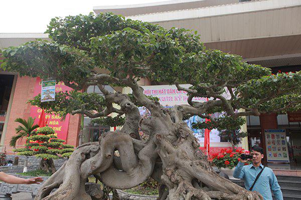 sanh co &#34;ngọa hỏ tàng long&#34; giá hon 32 tỷ dòng cua dai gia phu tho - 7