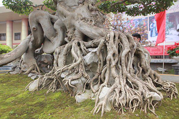 sanh co &#34;ngọa hỏ tàng long&#34; giá hon 32 tỷ dòng cua dai gia phu tho - 8