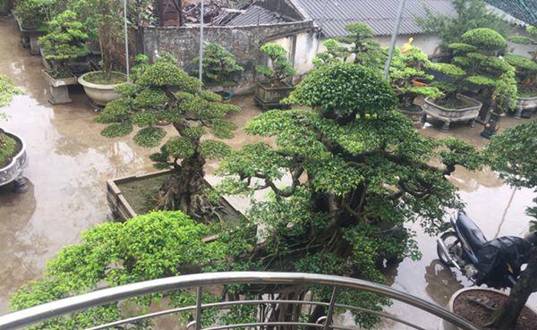 chiem nguong vu dieu “cong mua, hac chau” duọc dại gia me mản trả giá hon 2 tỷ dòng - 9