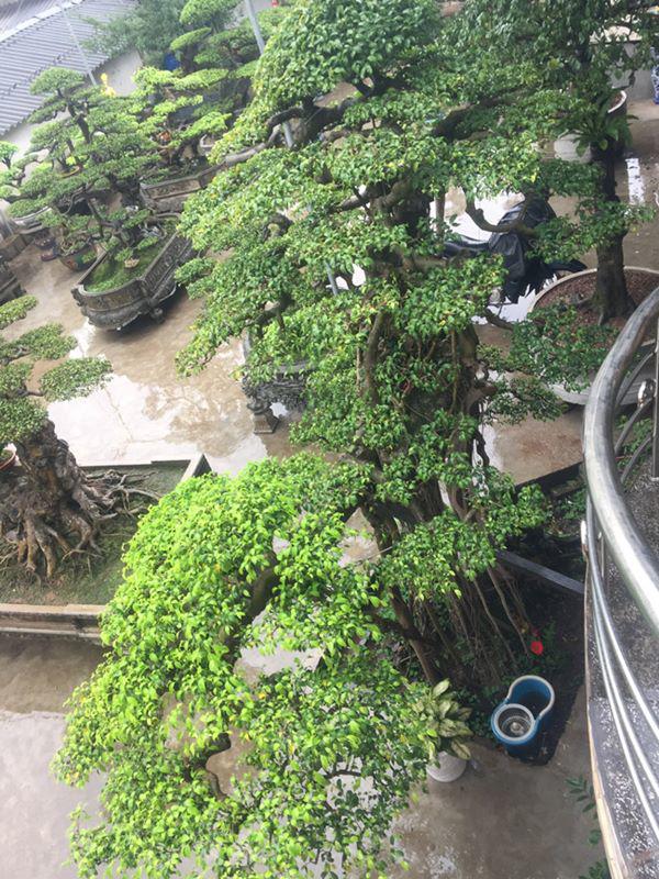 chiem nguong vu dieu “cong mua, hac chau” duọc dại gia me mản trả giá hon 2 tỷ dòng - 10