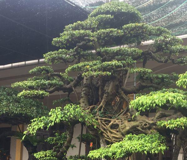 chiem nguong vu dieu “cong mua, hac chau” duọc dại gia me mản trả giá hon 2 tỷ dòng - 11