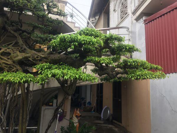 chiem nguong vu dieu “cong mua, hac chau” duọc dại gia me mản trả giá hon 2 tỷ dòng - 12