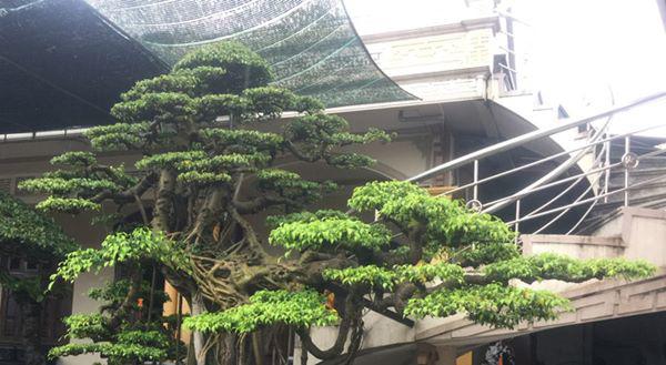 chiem nguong vu dieu “cong mua, hac chau” duọc dại gia me mản trả giá hon 2 tỷ dòng - 13