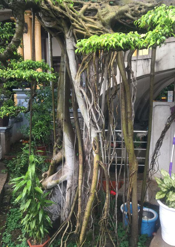 chiem nguong vu dieu “cong mua, hac chau” duọc dại gia me mản trả giá hon 2 tỷ dòng - 14