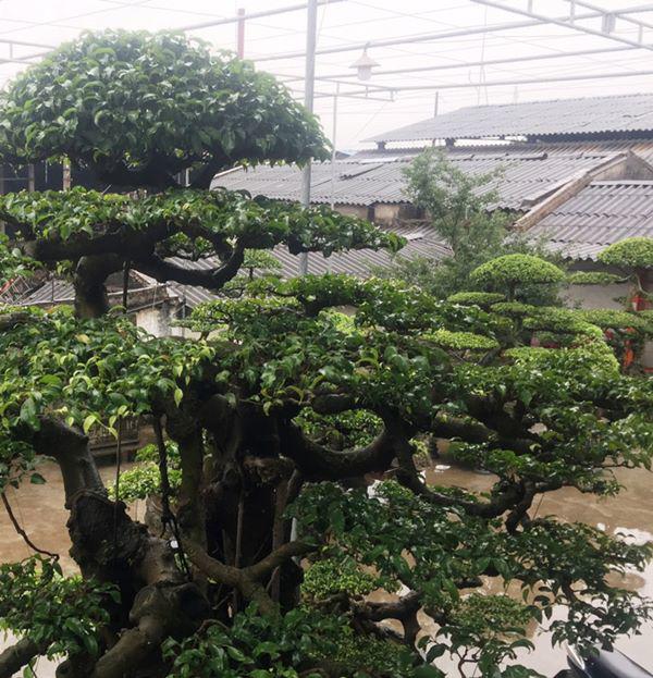 chiem nguong vu dieu “cong mua, hac chau” duọc dại gia me mản trả giá hon 2 tỷ dòng - 15