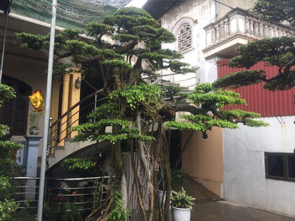 chiem nguong vu dieu “cong mua, hac chau” duọc dại gia me mản trả giá hon 2 tỷ dòng - 2