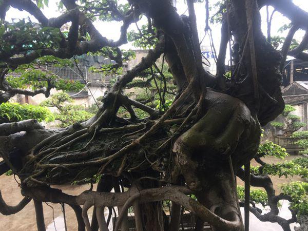 chiem nguong vu dieu “cong mua, hac chau” duọc dại gia me mản trả giá hon 2 tỷ dòng - 3