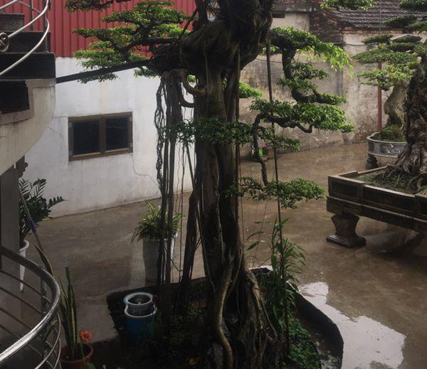 chiem nguong vu dieu “cong mua, hac chau” duọc dại gia me mản trả giá hon 2 tỷ dòng - 4