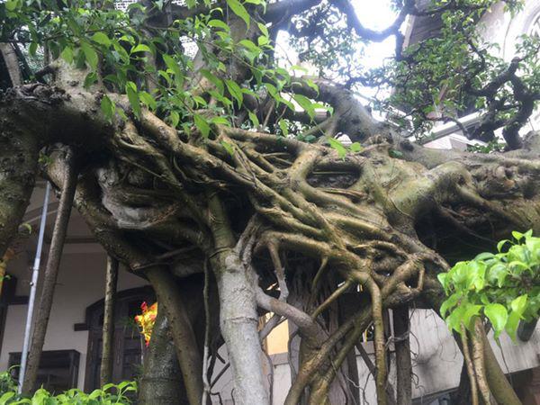 chiem nguong vu dieu “cong mua, hac chau” duọc dại gia me mản trả giá hon 2 tỷ dòng - 5