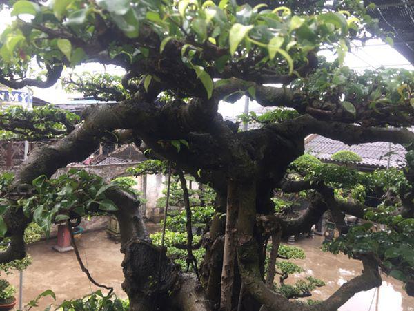 chiem nguong vu dieu “cong mua, hac chau” duọc dại gia me mản trả giá hon 2 tỷ dòng - 6