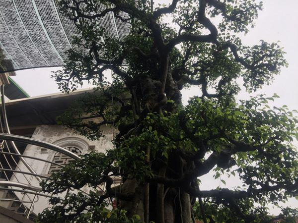 chiem nguong vu dieu “cong mua, hac chau” duọc dại gia me mản trả giá hon 2 tỷ dòng - 7