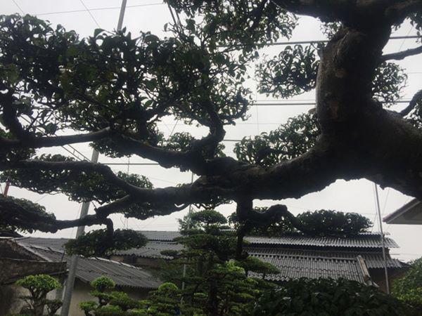 chiem nguong vu dieu “cong mua, hac chau” duọc dại gia me mản trả giá hon 2 tỷ dòng - 8