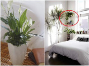 Nhà đẹp - 5 loại cây NASA khuyến cáo nên đặt trong nhà giúp thanh lọc không khí, ngủ ngon hơn