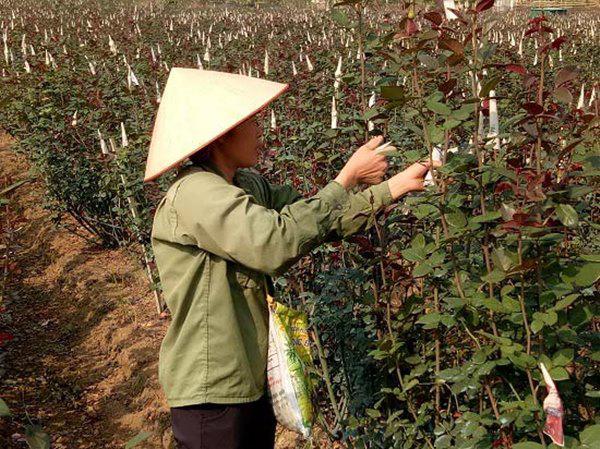 gai dam len nui trong hoa hong, lai hon 300 trieu dong moi nam - 1