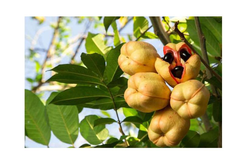 12. Ackee là loại quả rất được yêu thích ở Jamaica. Loại quả này chỉ ăn được khi đã chín hoàn toàn và được chế biến đúng cách. Ăn sai cách thì độc tố trong trái cây này có thể dẫn đến nôn mửa nghiêm trọng và thậm chí dẫn đến tử vong.
