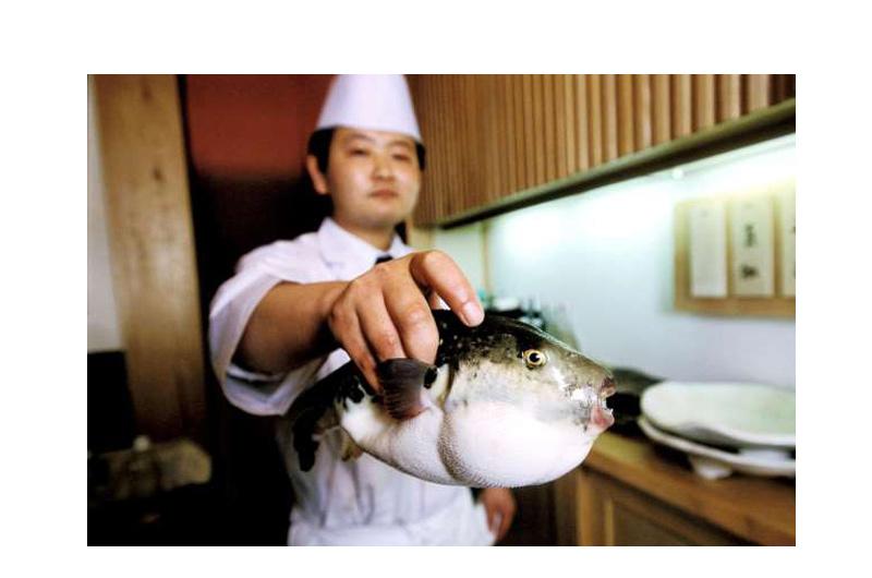 5. Cá nóc hay còn gọi là fugu, là món ngon nguy hiểm nhất thế giới. Các đầu bếp ở Nhật Bản trải qua nhiều năm đào tạo để tìm hiểu cách loại bỏ các phần độc hại của loại cá chứa chất độc gấp 1.200 lần so với xyanua này. 

