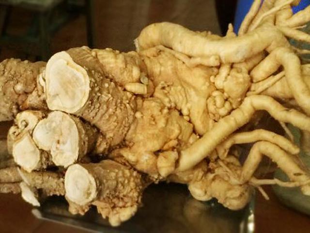 Sự thật không thể ngờ về thần dược được người Việt coi là bổ hơn nhân sâm