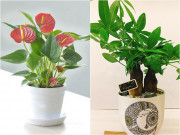 Nhà đẹp - 4 loại cây hợp mệnh Hỏa, sáng rước vào tối tiền tuôn như suối