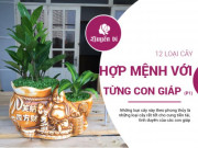 Clip Eva - 12 con giáp trồng cây phong thủy chuẩn để vạn sự hanh thông, tiền tài kéo đến (P.1)