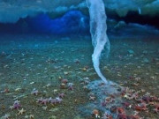 Lifestyle - “Ngón tay tử thần” - Hiện tượng kỳ lạ giết chết hàng loạt sinh vật biển