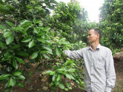 Nhà đẹp - Rủ nhau bỏ phố lên núi nuôi gà, trồng bưởi, xây nhà lầu, sắm ô tô